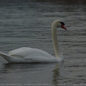 Photo de Cygne