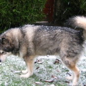 Photo de Malamute de l'alaska