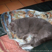 Photo de Chartreux