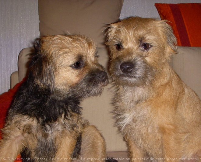 Photo de Border terrier