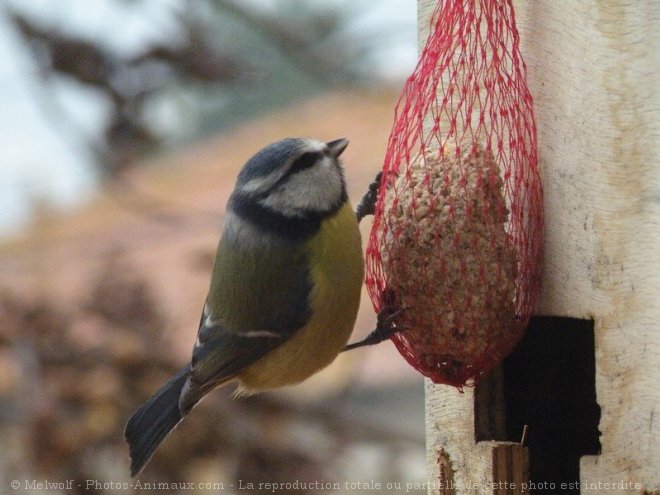 Photo de Msange bleue