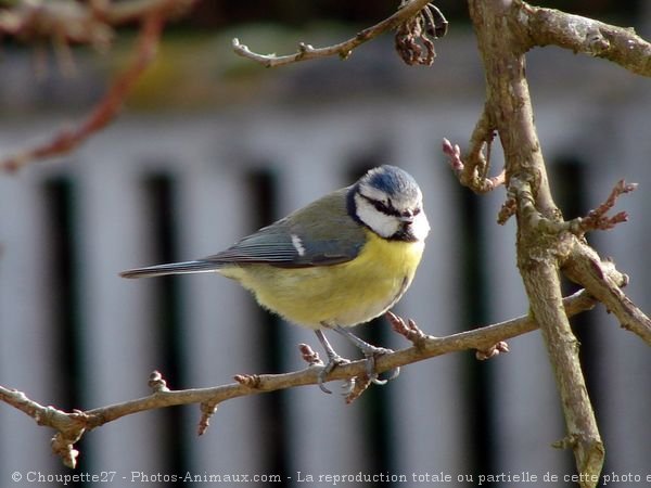 Photo de Msange bleue