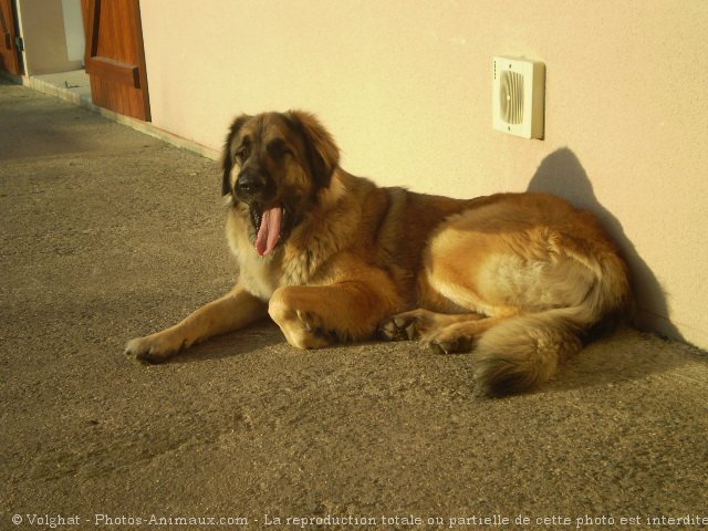 Photo de Leonberg