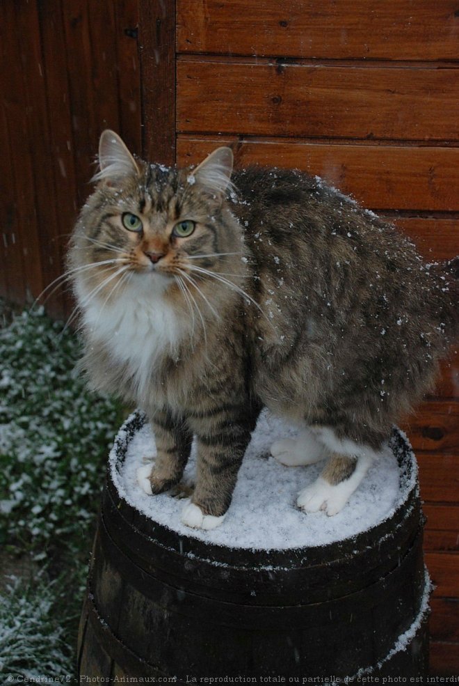 Photo de Maine coon