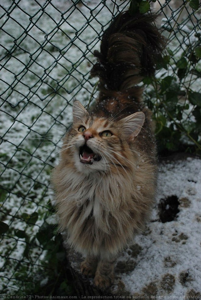 Photo de Maine coon