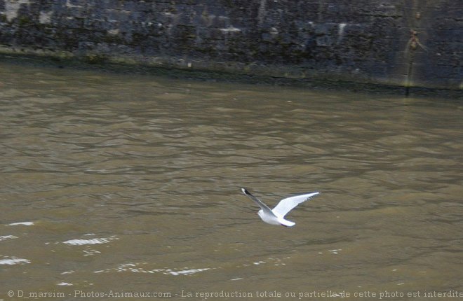 Photo de Mouette