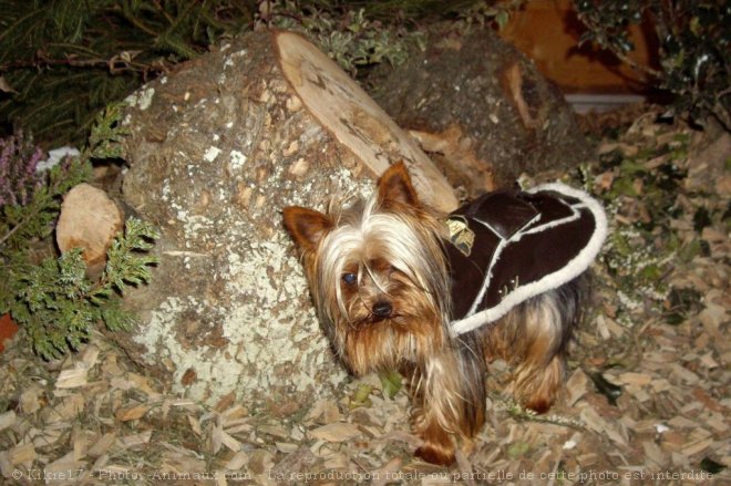 Photo de Yorkshire terrier