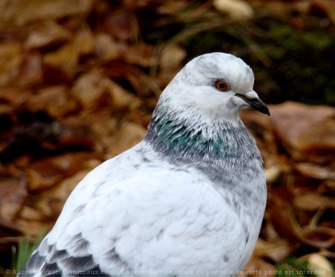 Photo de Pigeon