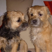 Photo de Border terrier