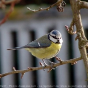 Photo de Msange bleue