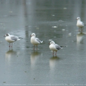 Photo de Mouette