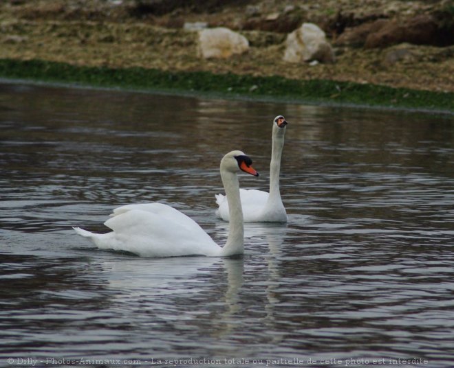 Photo de Cygne