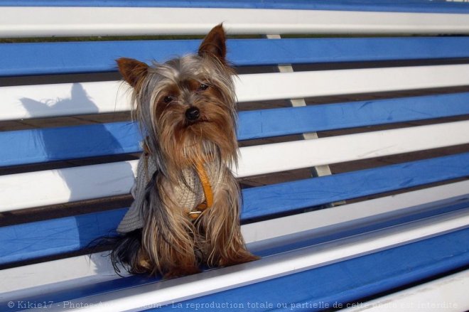 Photo de Yorkshire terrier