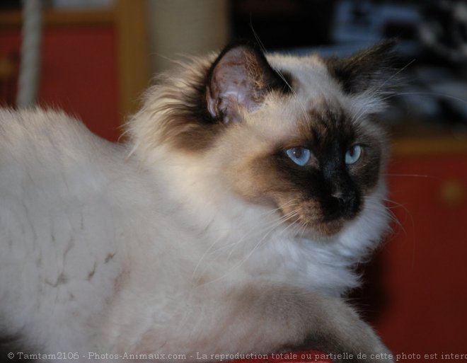 Photo de Sacr de birmanie