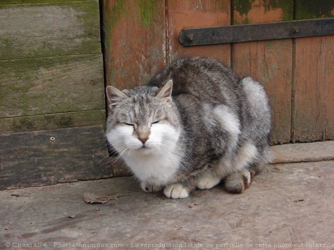 Photo de Chat domestique