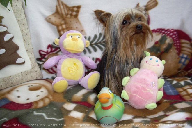 Photo de Yorkshire terrier