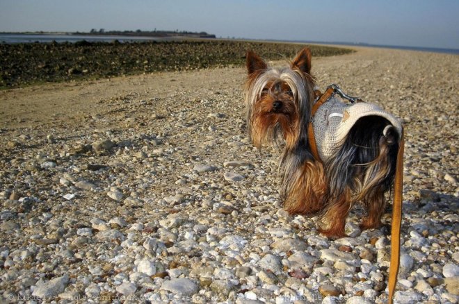 Photo de Yorkshire terrier