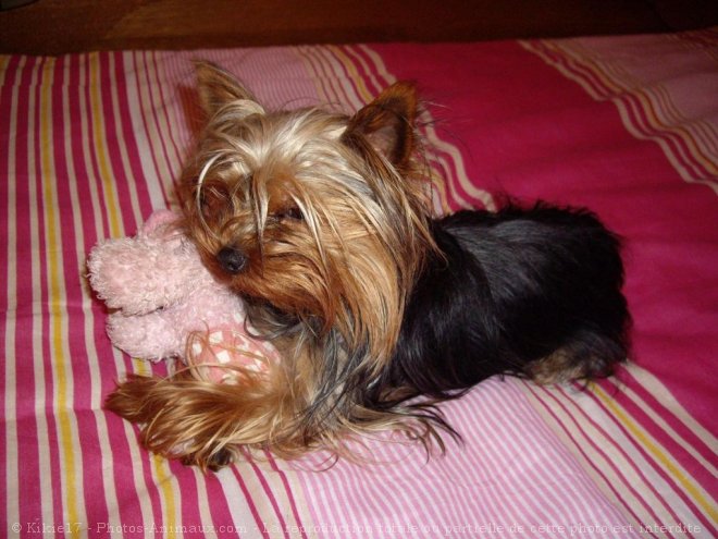 Photo de Yorkshire terrier