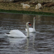 Photo de Cygne