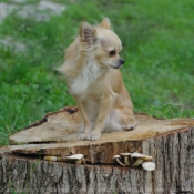 Photo de Chihuahua  poil long