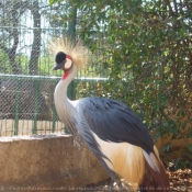 Photo de Grue couronne