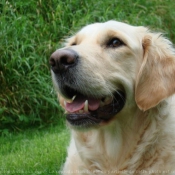 Photo de Golden retriever