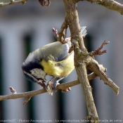 Photo de Msange bleue