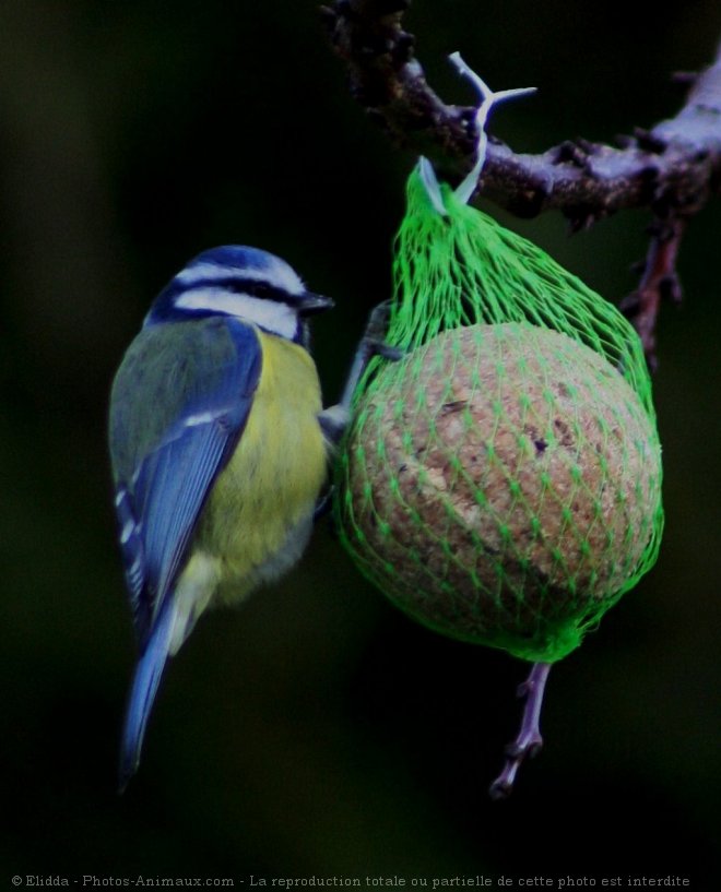 Photo de Msange bleue