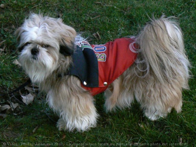 Photo de Shih tzu