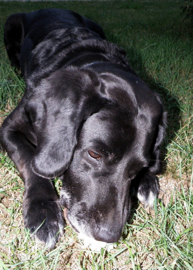 Photo de Labrador retriever