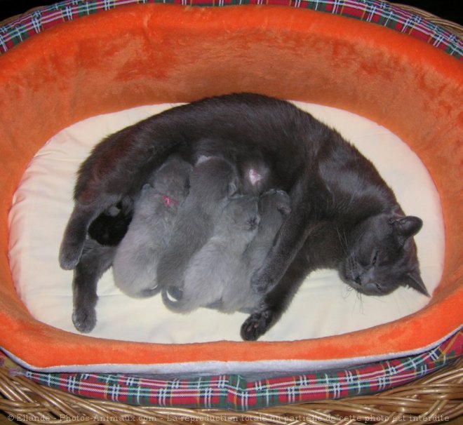 Photo de Chartreux