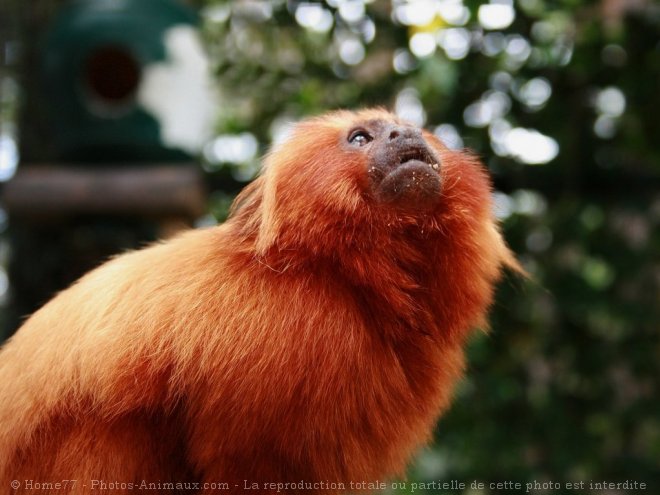 Photo de Singe - tamarin lion  tte dore