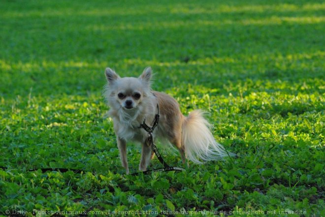 Photo de Chihuahua  poil long