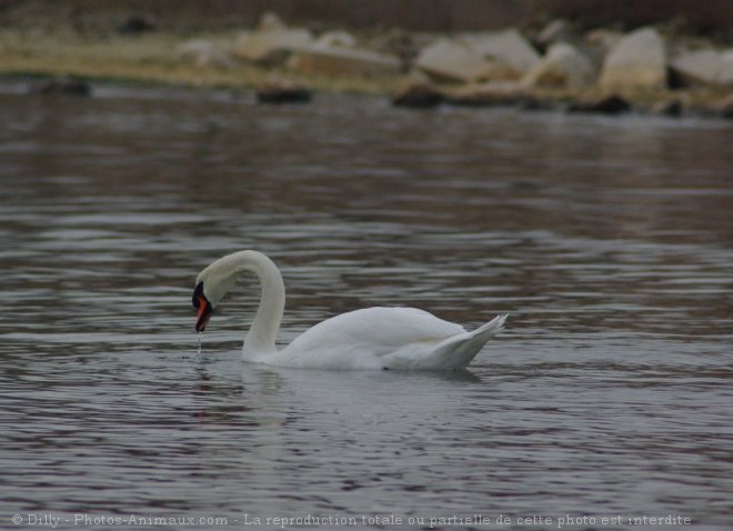 Photo de Cygne