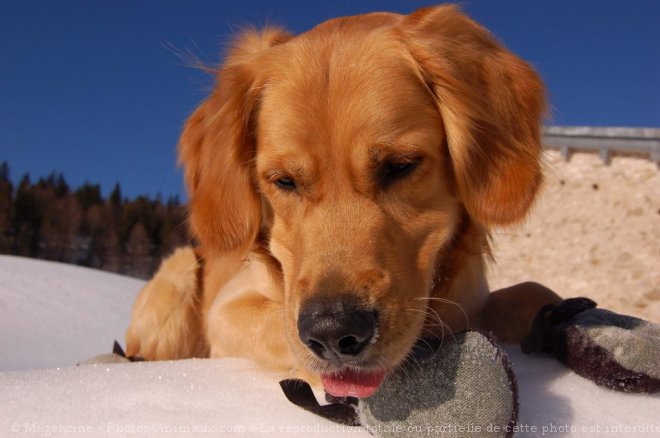 Photo de Golden retriever