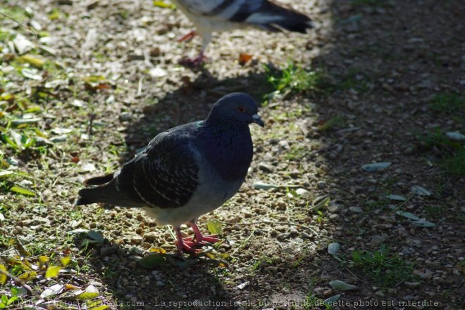 Photo de Pigeon