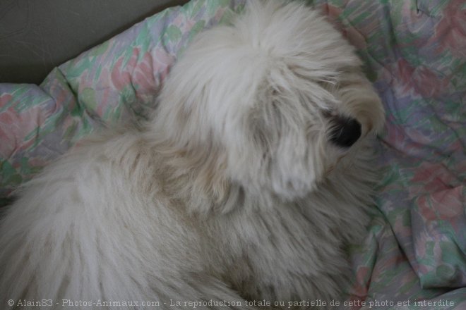 Photo de Coton de tulear