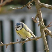 Photo de Msange bleue