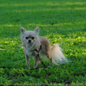 Photo de Chihuahua  poil long