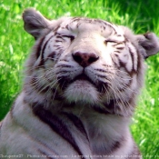 Photo de Tigre