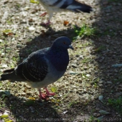 Photo de Pigeon