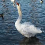 Photo de Cygne