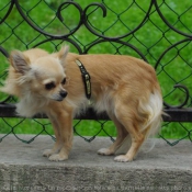 Photo de Chihuahua  poil long