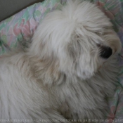 Photo de Coton de tulear