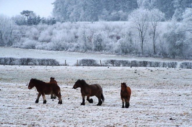 Photo d'Ardennais