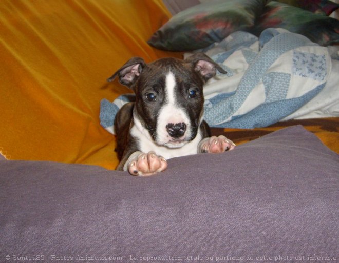 Photo d'American staffordshire terrier