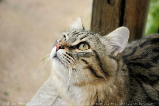 Photo de Chat domestique