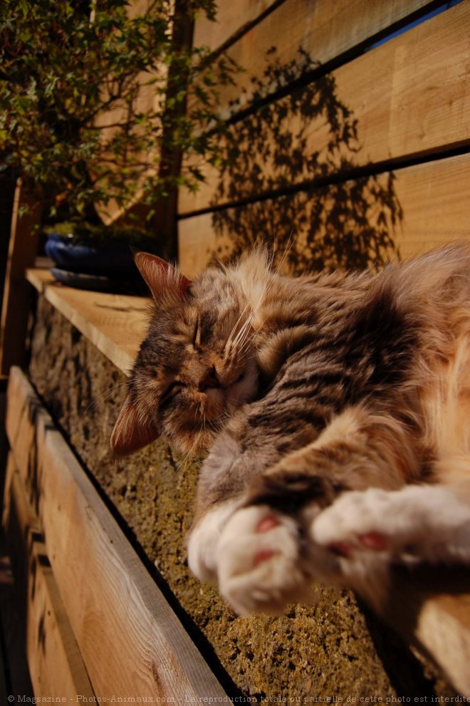 Photo de Maine coon