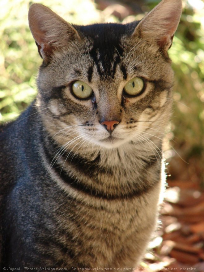 Photo de Chat domestique