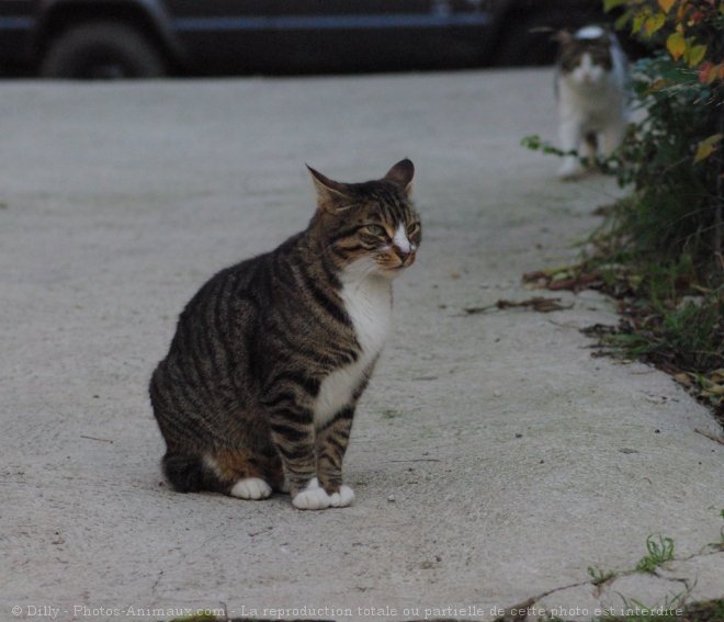 Photo de Chat domestique